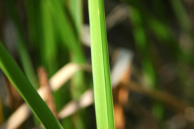 Leaf with off center mid-vein
