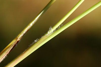Silky hairs on leaf sheath
