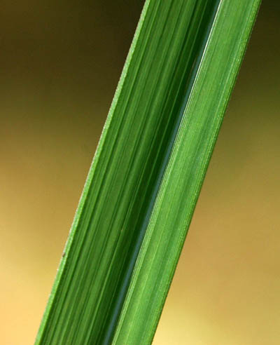 Top of leaf showing off center mid-vein